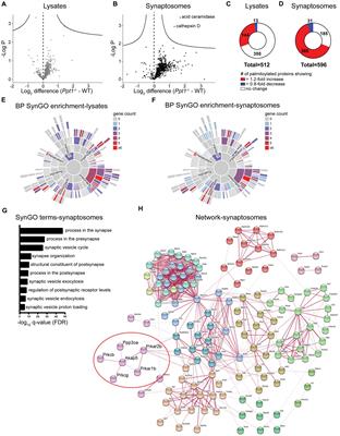 Akap5 links synaptic dysfunction to neuroinflammatory signaling in a mouse model of infantile neuronal ceroid lipofuscinosis